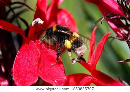 A Buff Tailed Bumblebee With Yellow Pollen Baskets On Her Rear Legs