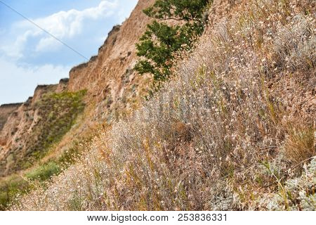 wildflowers on high coast by the sea, beautiful landscape, grass and trees, summer travel concept