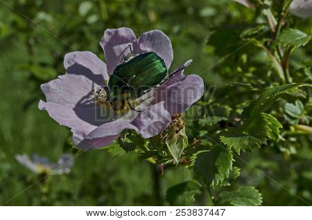 A Green Beetle Or Cetonia Aurata In The Sun On A Bloom Wild Rose Flower, In District Marchaevo, Sofi