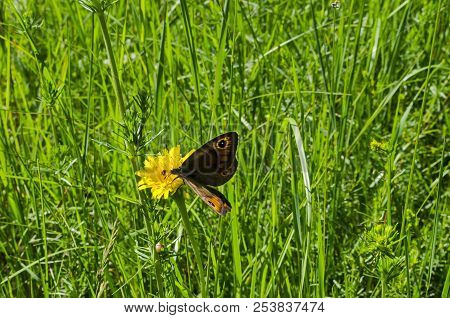 Giant Peacock Moth Or Saturnia Pavoniella On A Dandelion Or Tarataxum Officinale In  Meadow Wild Yel