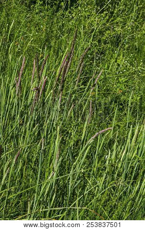 Background Of Sorghum Halepense With Straight Stems In Natural Green Grass Field, District Marchaevo