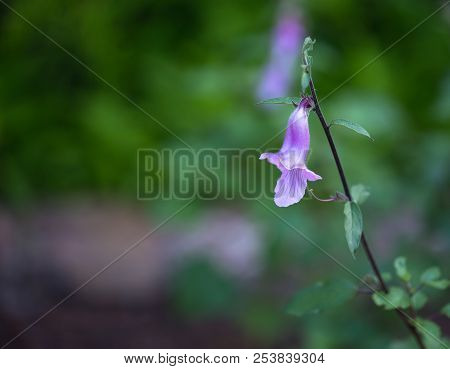Single Close Up Of Wild Purple Fox Glove