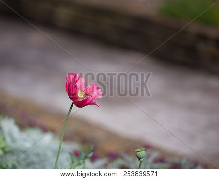 Pink Poppy In Bloom With Bee In Center