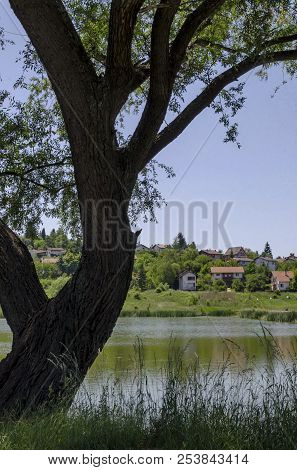 Springtime Green Old Tree,  Glade, Reed Or Rush And House On A Beauty  Lake In Residential District 