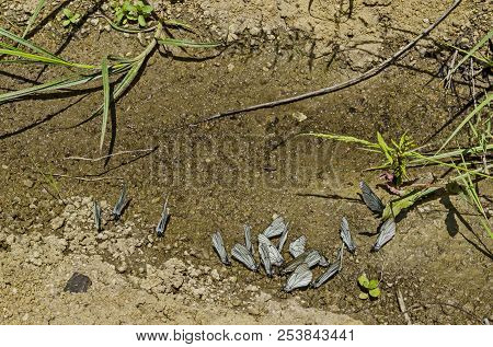A Group Of Black Veined White Butterflies Or Aporia Crataegi Drinking Water On The Puddle, District 