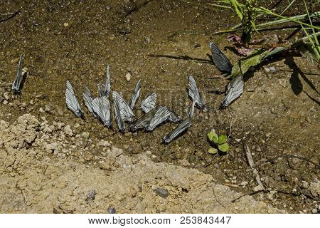 A Group Of Black Veined White Butterflies Or Aporia Crataegi Drinking Water On The Puddle, District 