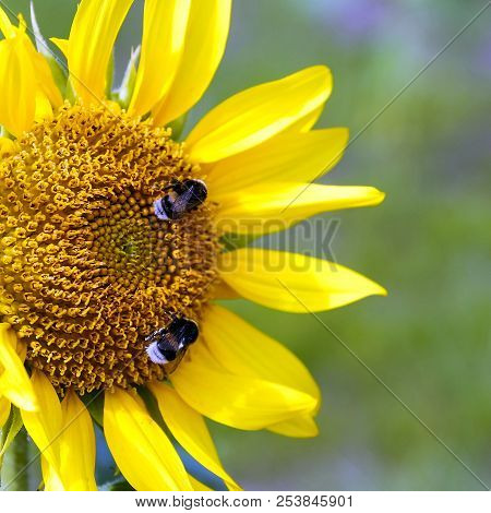 Sunflower. Two Of The Bumblebee On The Blossoming Sunflower To Collect Nectar. Summer Heat Time