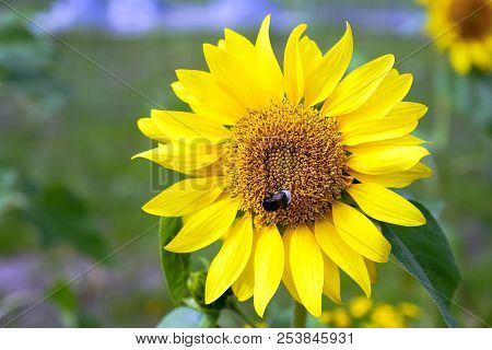 Sunflower. Bumblebee On Sunflower Blossom Collecting Nectar. Warm Summer Time