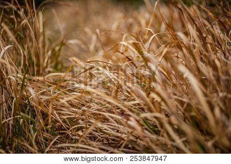 Field Of Dry Golden Grass, Wind Sways The Grass, Warm Hay, Warm Tones