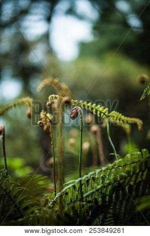 Green Shoots Of The Fern In The Forest Atmosphere Of Mystery, Fairy Tales, Mysteries, Miracle
