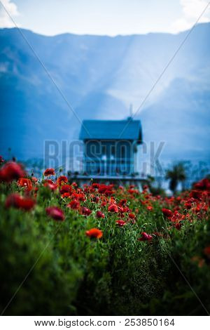 Sunny Evening In The Mountains, A House On The Poppy Field