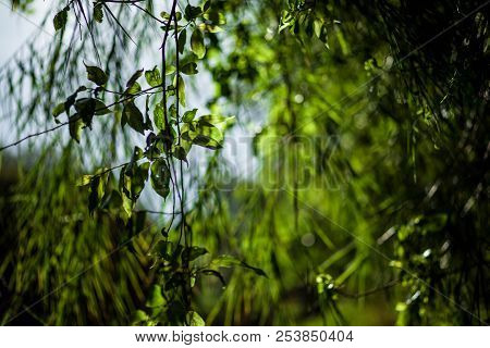 Green Leaves On A Sunny Spring Evening In The Bright Sunshine