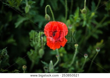 Bright Flower Against The Background Of A Blurry Field Of Poppy Stems