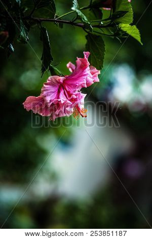 Chinese Rose On A Blurry Background Of A Beautiful Bokeh