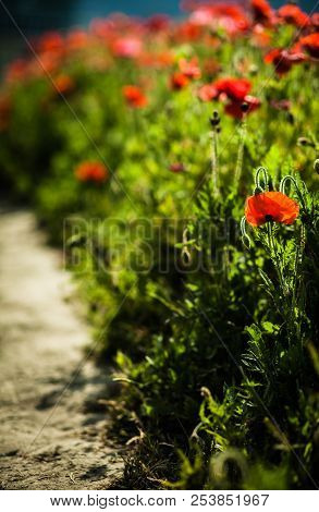 Delicate Poppy Flowers On The Green Field, Stems In The Backlight And Poppy Boxes On A Clear Summer 