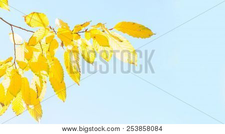 Vibrant Fall Yellow Golden Tree Foliage Close Up On Pale Blue Sky Banner