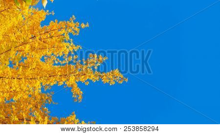 Vibrant Fall Yellow Golden Tree Foliage On Bright Blue Sky Background Banner