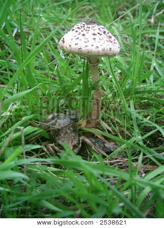 Macrolepiota Pobblebonk Banjo kurbağa