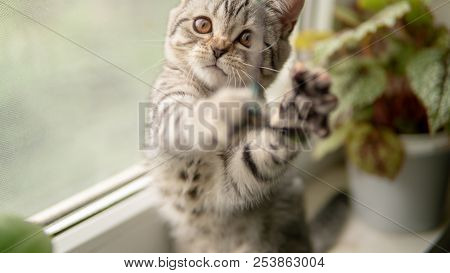 Lovable Scottish Fold Cat Window Plant Happy