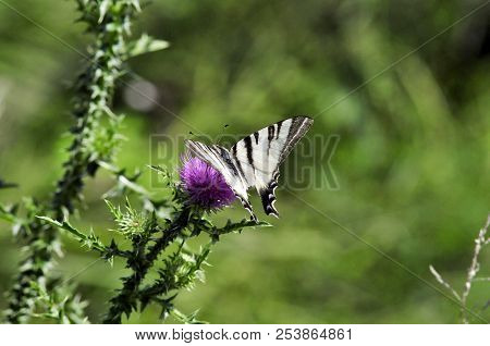 The Scarce Swallowtail It Is Also Called Sail Swallowtail Or Pear-tree Swallowtail.podalirius (latin