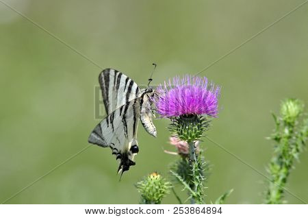 The Scarce Swallowtail It Is Also Called Sail Swallowtail Or Pear-tree Swallowtail.podalirius (latin