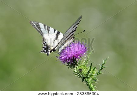 The Scarce Swallowtail It Is Also Called Sail Swallowtail Or Pear-tree Swallowtail.podalirius (latin