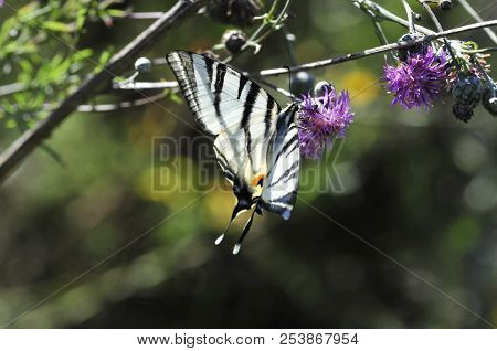 The Scarce Swallowtail It Is Also Called Sail Swallowtail Or Pear-tree Swallowtail.podalirius (latin