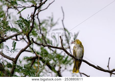 Young Eurasian Golden Oriole Or Oriolus Oriolus.