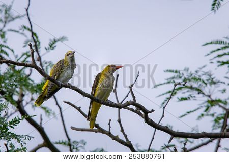 Young Eurasian Golden Oriole Or Oriolus Oriolus.