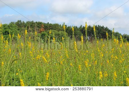Yellow Flowers Of Agrimonia Eupatoria Blossoming In Field. Medicinal Plant