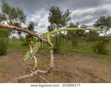 African Chameleon (chamaeleo Africanus) Climbing On Branch Habitat Landscape Background