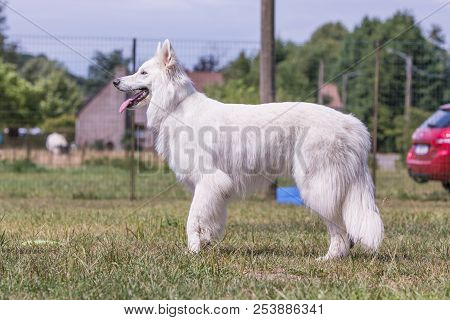 Portrait Of Swiss White Shepherd Dog Living In Belgium And Playing With Fresbee