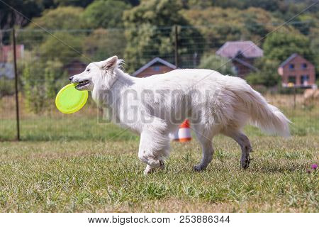 Portrait Of Swiss White Shepherd Dog Living In Belgium And Playing With Fresbee