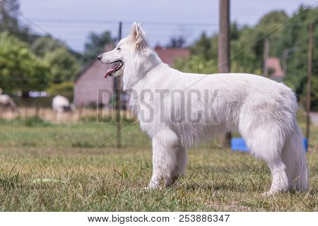 Portrait Of Swiss White Shepherd Dog Living In Belgium And Playing With Fresbee
