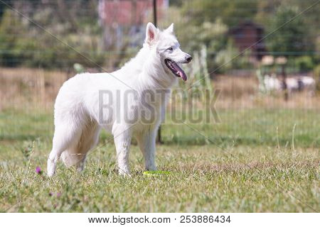 Portrait Of Swiss White Shepherd Dog Living In Belgium And Playing With Fresbee