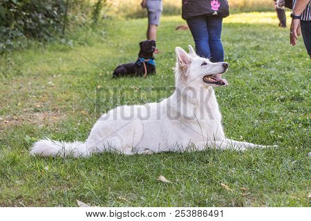 Portrait Of Swiss White Shepherd Dog Living In Belgium And Playing With Fresbee