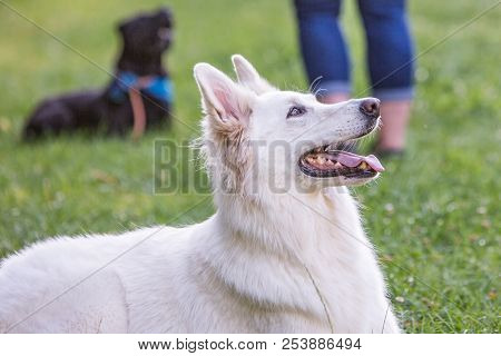 Portrait Of Swiss White Shepherd Dog Living In Belgium And Playing With Fresbee