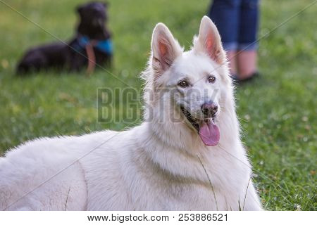 Portrait Of Swiss White Shepherd Dog Living In Belgium And Playing With Fresbee