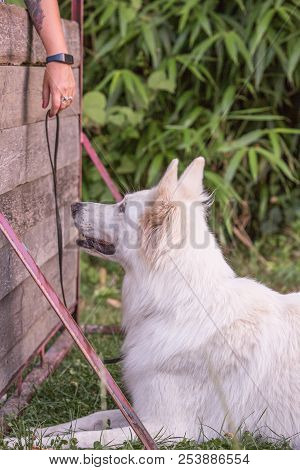 Portrait Of Swiss White Shepherd Dog Living In Belgium And Playing With Fresbee