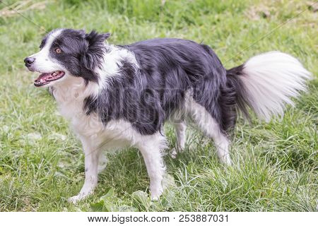 Border Collie Adult Dog Living In Belgium