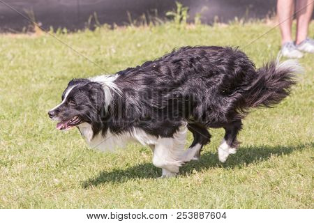 Border Collie Adult Dog Living In Belgium