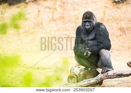 This Beautiful Gorilla Is An Adult Silverback