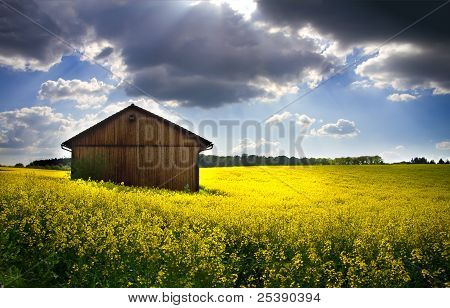 Blooming rapeseed field (lat. Brassica napus) with shed