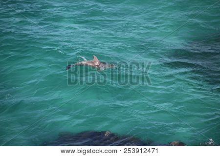 Save
Download Preview
Wild Dolphin Swims In Clear Blue Ocean Water Of Seaside, Sea Life Dolphin Swim