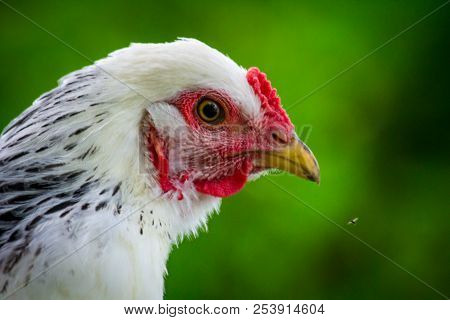 Large Adult Light Brahma Chicken Farm Hen Portrait