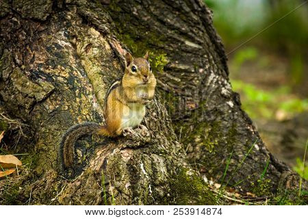 North American Chipmunk Exploring The Yard Early Spring