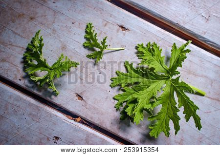 A Citronella Plant Leaves To Make Homemade Mosquito Repellant