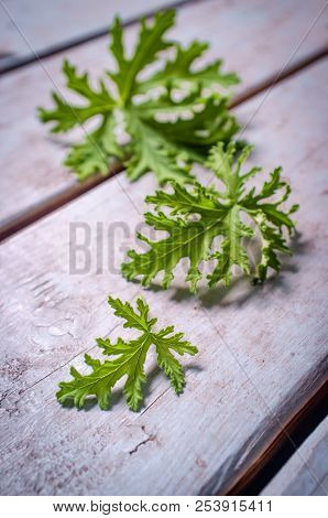 A Citronella Plant Leaves To Make Homemade Mosquito Repellant