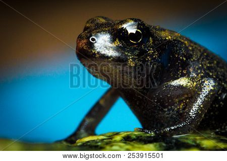 Miniature Tiny Exotic Night Frog Closeup Macro