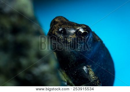 Miniature Tiny Exotic Night Frog Closeup Macro